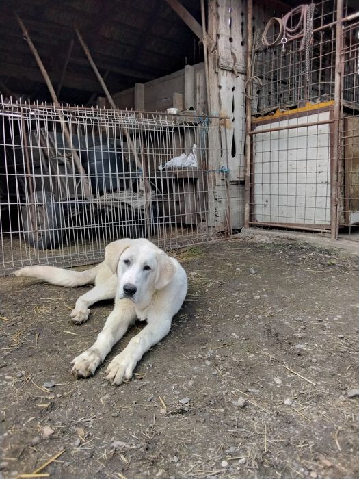 Mascul Asia centrală de 6 luni.