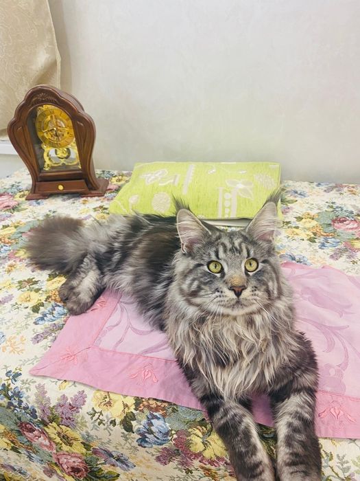 Чистокровный Мейнкун