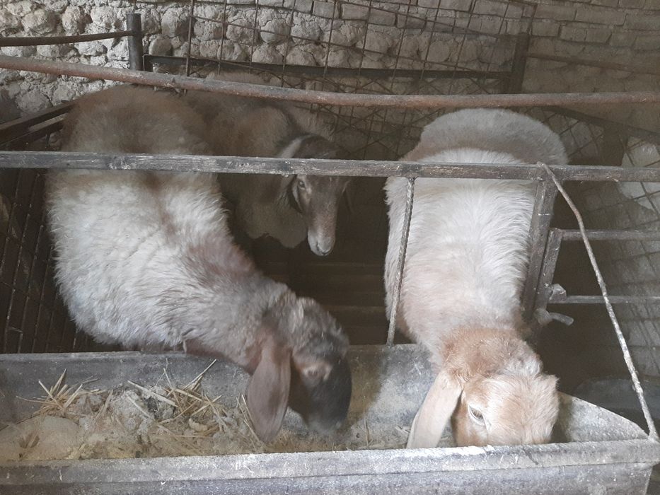 Семиз кучкорлар сотилади