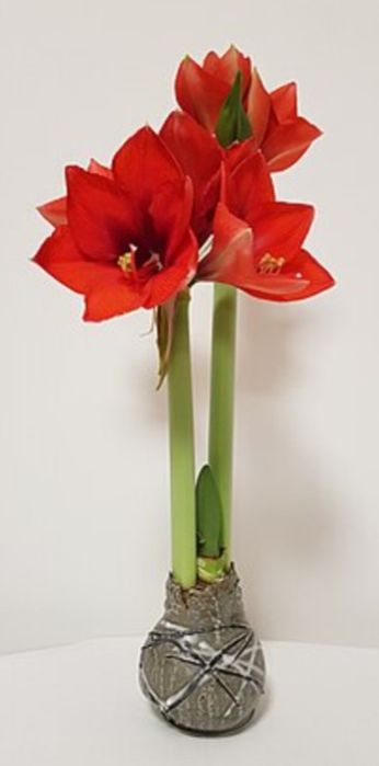 Продам  комнатные цветы