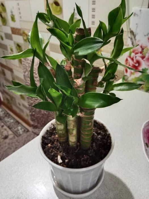 Бамбук Лакки продам