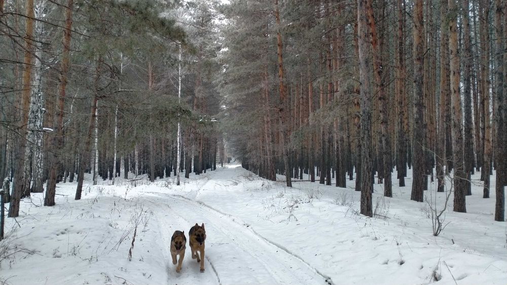 Щенки (щенок) немецкой овчарки девочка, сучка.