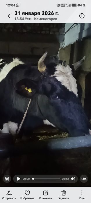 Продам нетель голоштинской породы