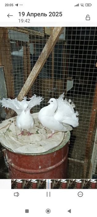 Павлины с шикарным хвостами две пары