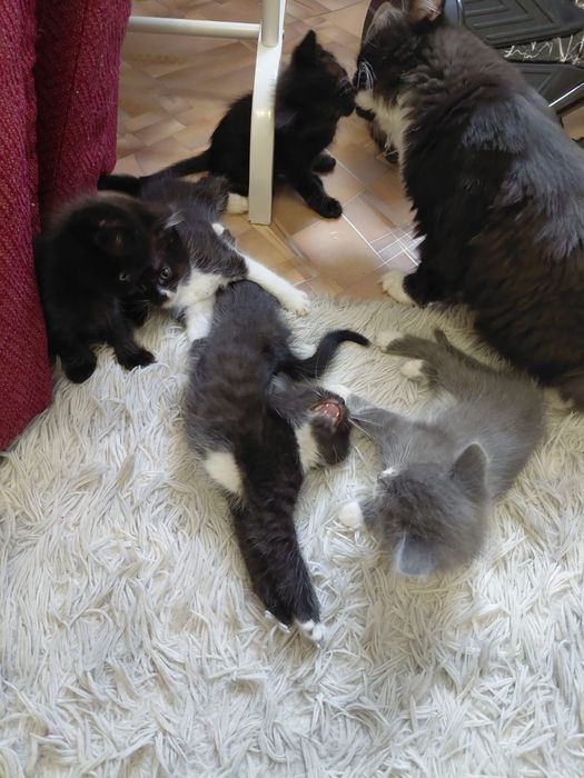 Отдам котят с кошкой