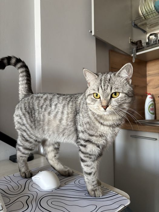 Отдам кота в добрые руки