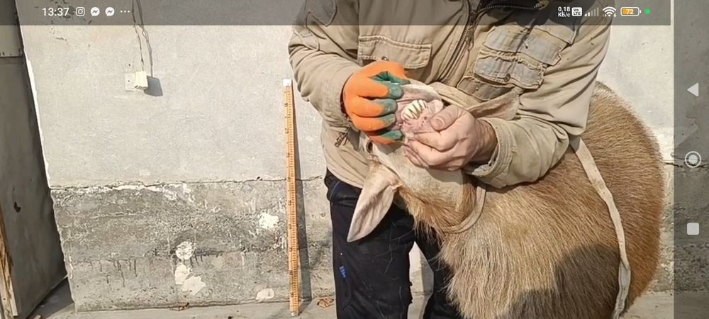 Арашан Кучкор зотли