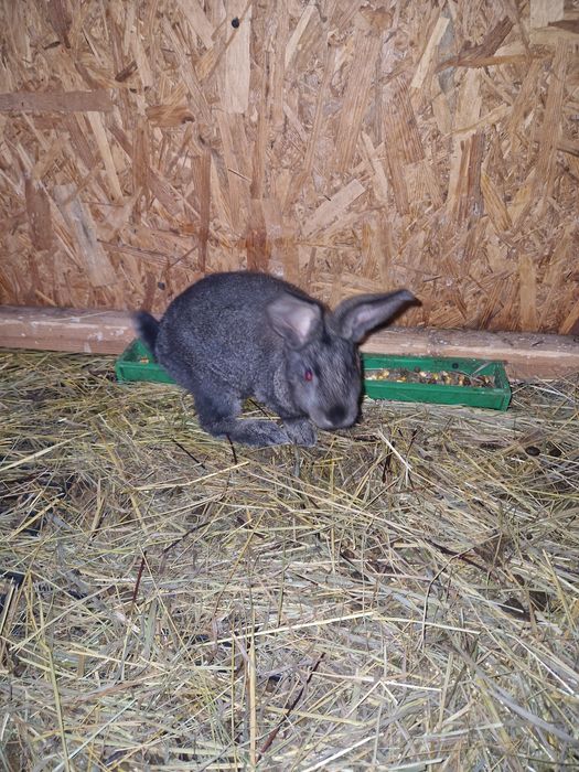 Iepuri Hicole francez