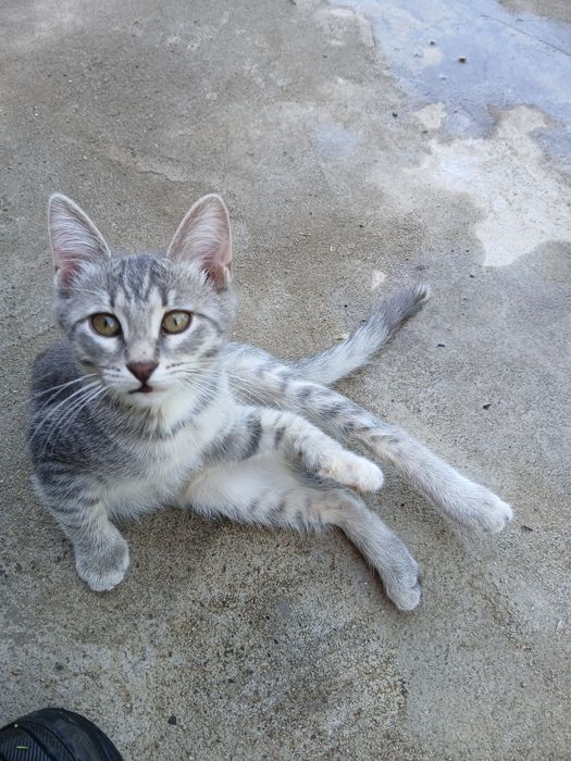 Срочно отдам в дар котенка