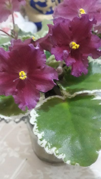 Продаются фиалки