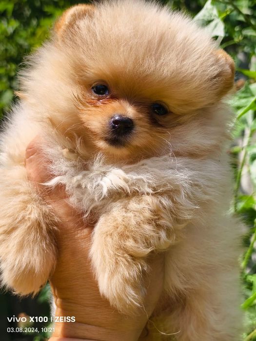 Продам очаровательных щенков шпица.