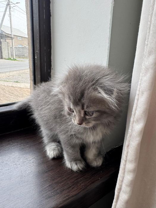 Идеальный подарок, который умеет любить