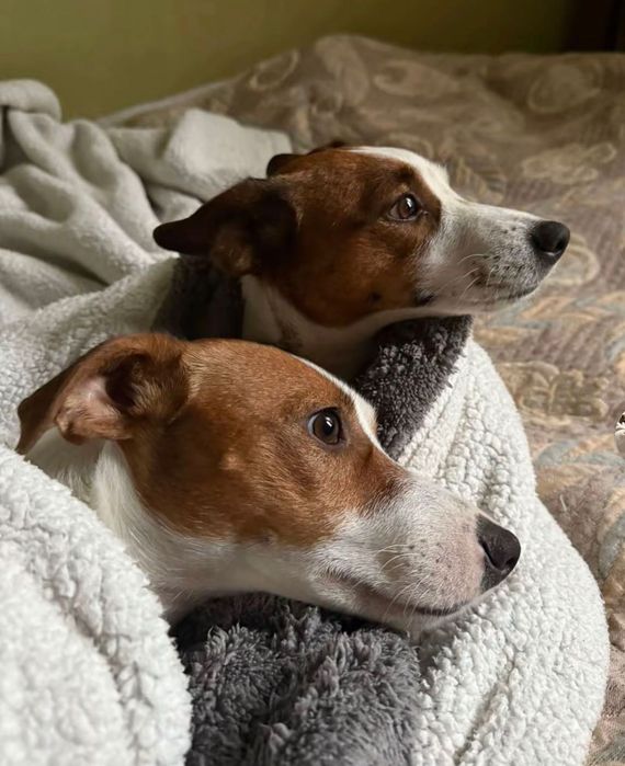 Джек Рассел терьер собаки