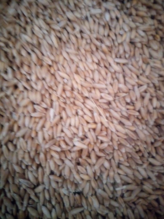 Vând porumb grau triticale