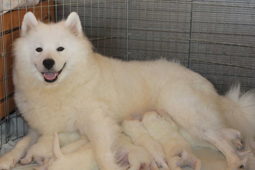 самоед бебета момченца