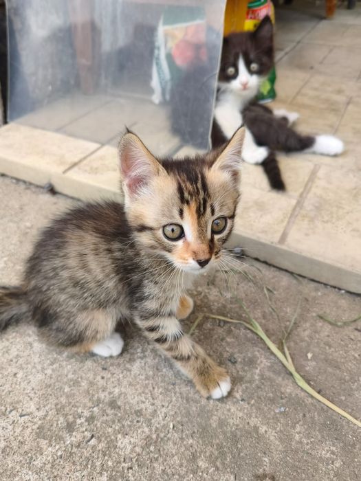 Котята крысыловы