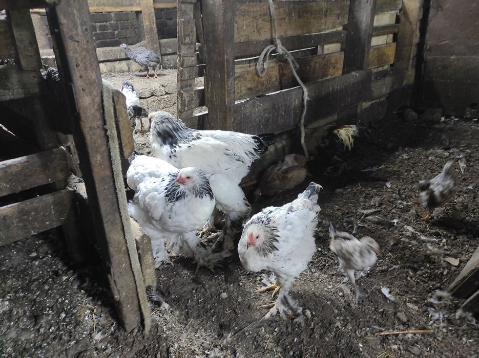 Үй тауықтарын сатам өздері басады