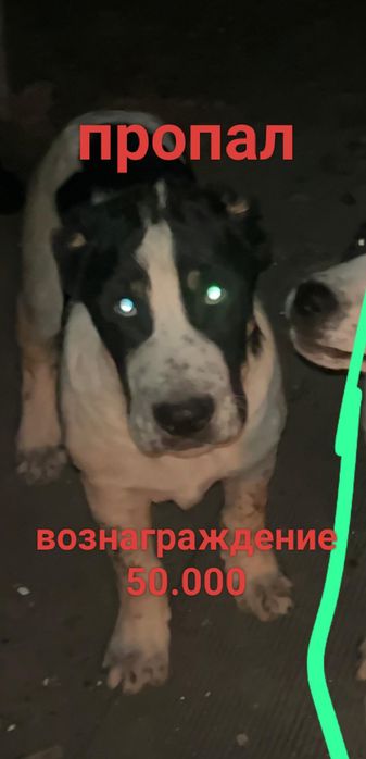Пропал щенок, 4 месяца ВОЗНАГРАЖДЕНИЕ 50.000ТЕНГЕ