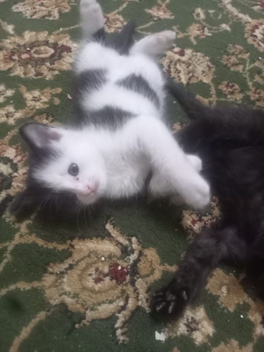 Отдам котят в добрые руки