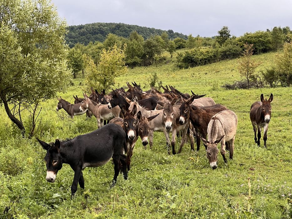 40 măgari masculi – întrețin 40–80 ha fără utilaje (cost minim)
