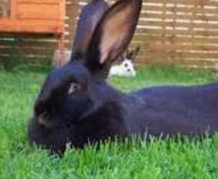 Коян(крольчихи) породные