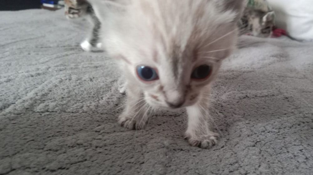 Котята серые и белый