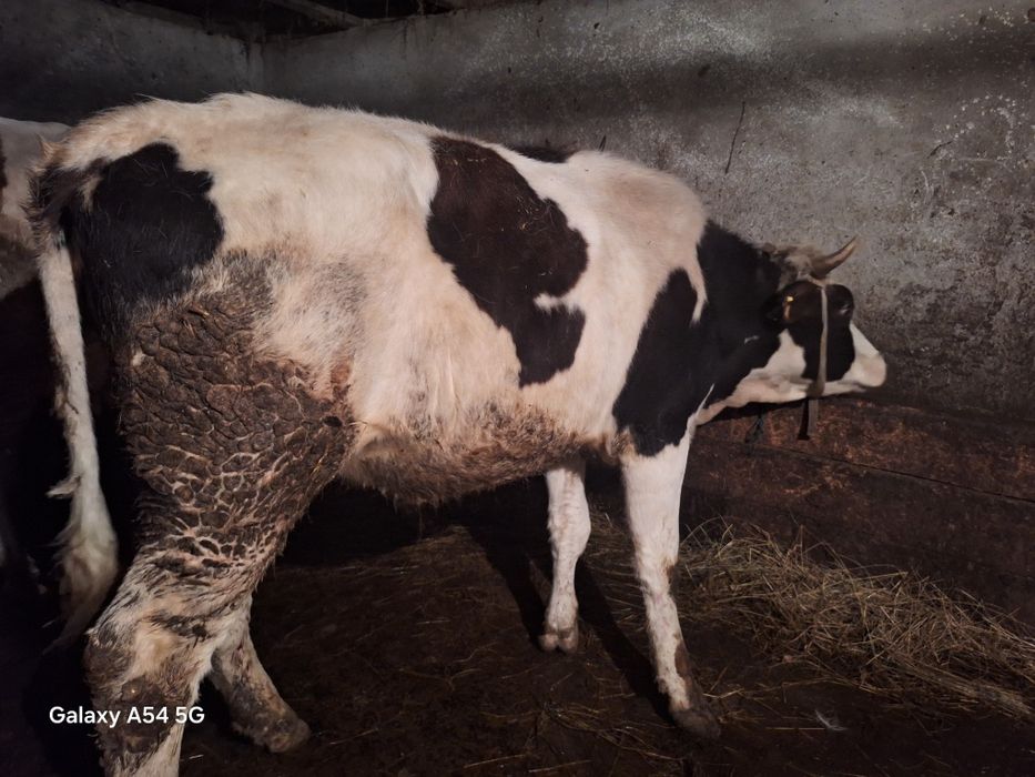 Vând juninca baltata românească