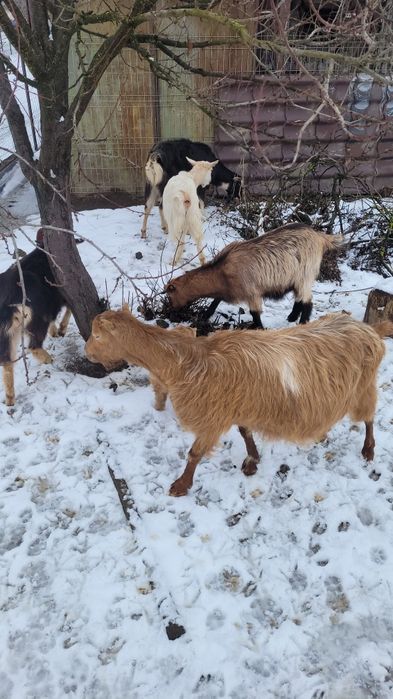 Capre alpine si anglonubiane