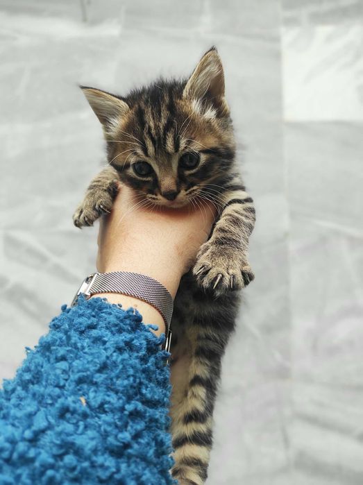 4 едномесечни котенца търсят дом