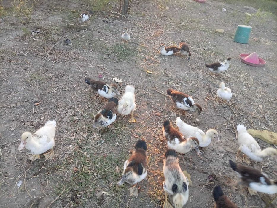 Vand rate pekin viu preț 30 lei /kg tăiat 35/kg lei de anul asta,rate mute boboci  20 lei buc pentru mai multe detalii sunați la Nr 0760071425