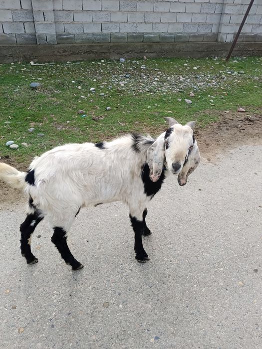 Тұқымдық алуға Теке