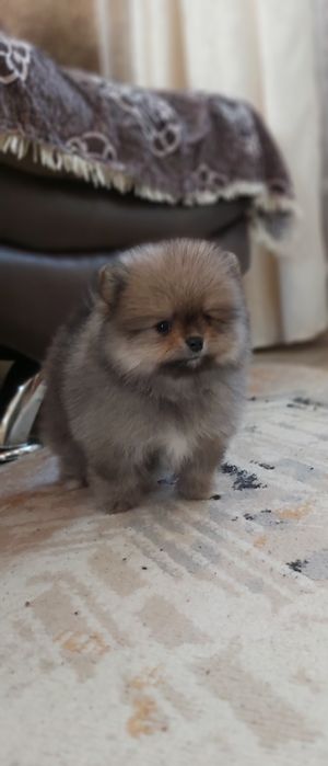 Шпицы готовы к переезду