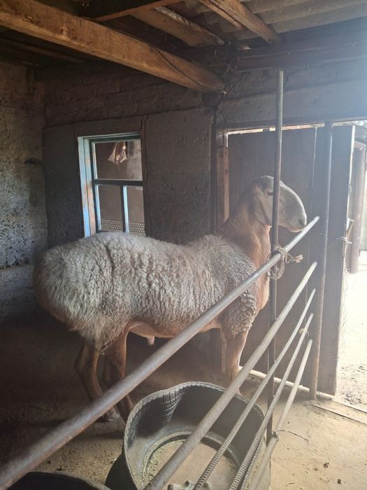 қошқар сатылады Жаркент қаласынан