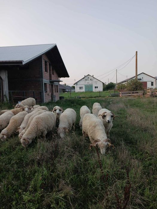 Vand Berbeci cu sau fara certificat de origine