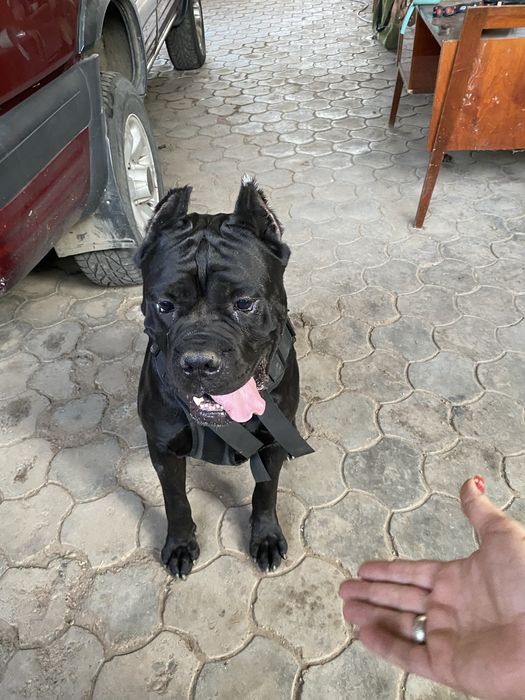 Вязка Кане Корсо кобель