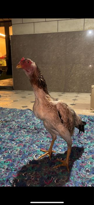 Дакан Мекен Кареец