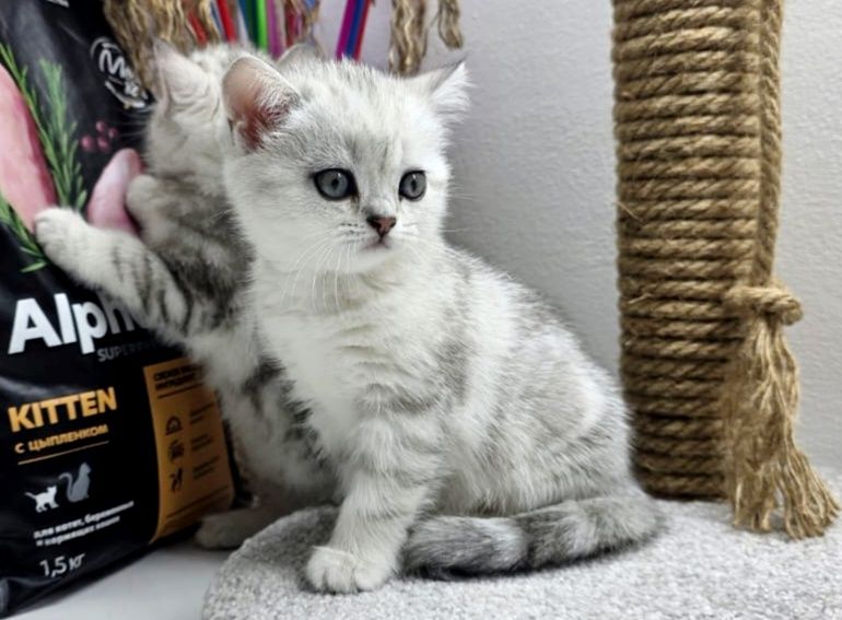 КоТиКи прЯмоУхиЕ ШотЛандСкие