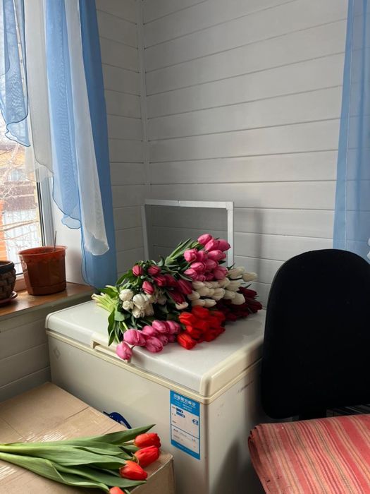 Тюльпаны к 8 марта