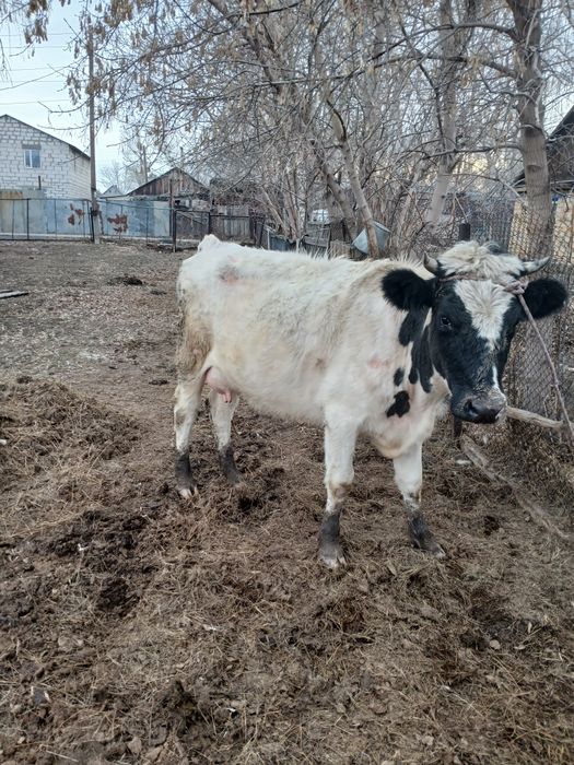 Продаётся корова