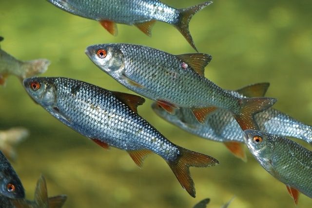 Малек плотвы живец