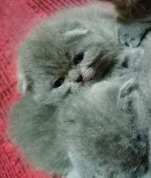 Котята продаются Фолд и Страйт