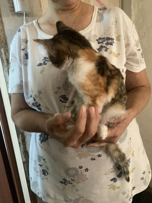 Отдаю котенка девочку. Месяца 3 от роду.