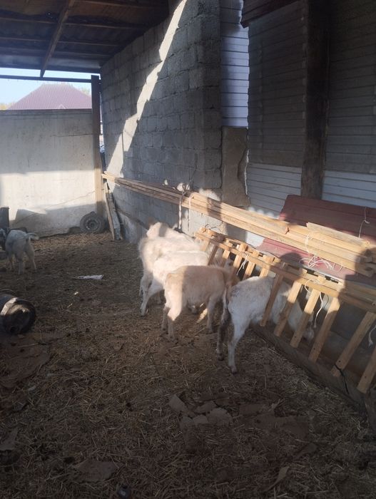 Продается коза 7штук