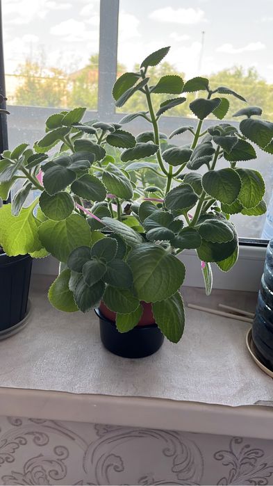 Комнатные цветы