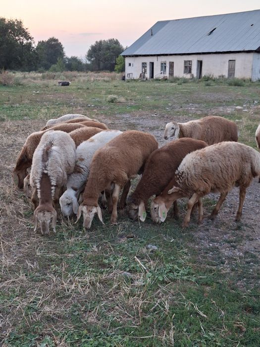 Продам ягнят породы арашан