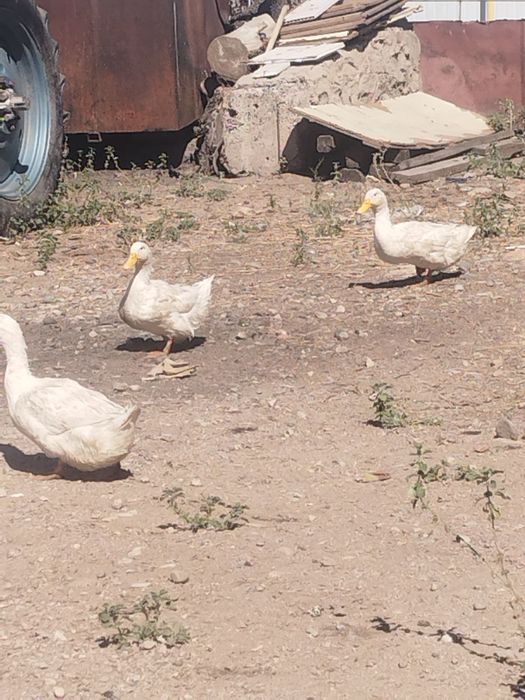 Кайырбек Бекмурзаев