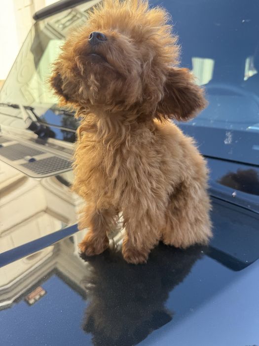 Teacup  Toy Poodle - той пудел тийкъп