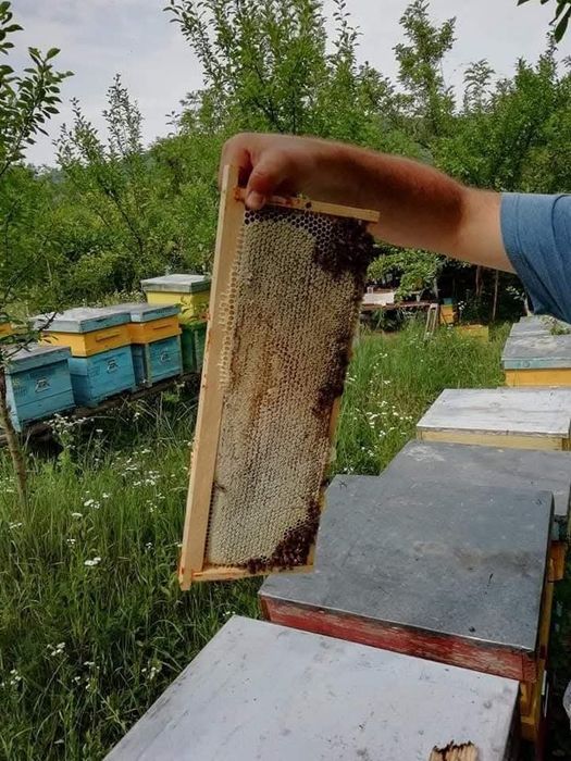 Vând mătci albine sezon 2026