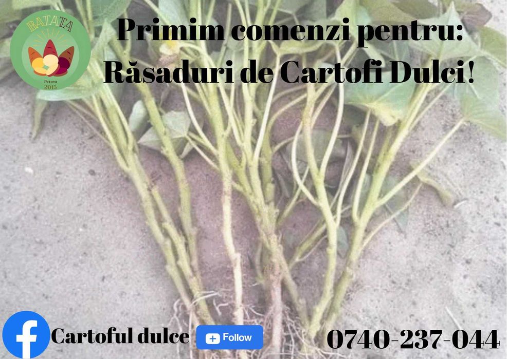 Răsad de cartofi dulci 3,5 lei