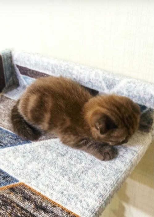 Котята скотишь фолд
